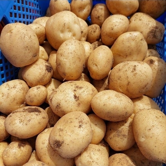長崎県産じゃがいも10㎏(ニシユタカ) 農家直送