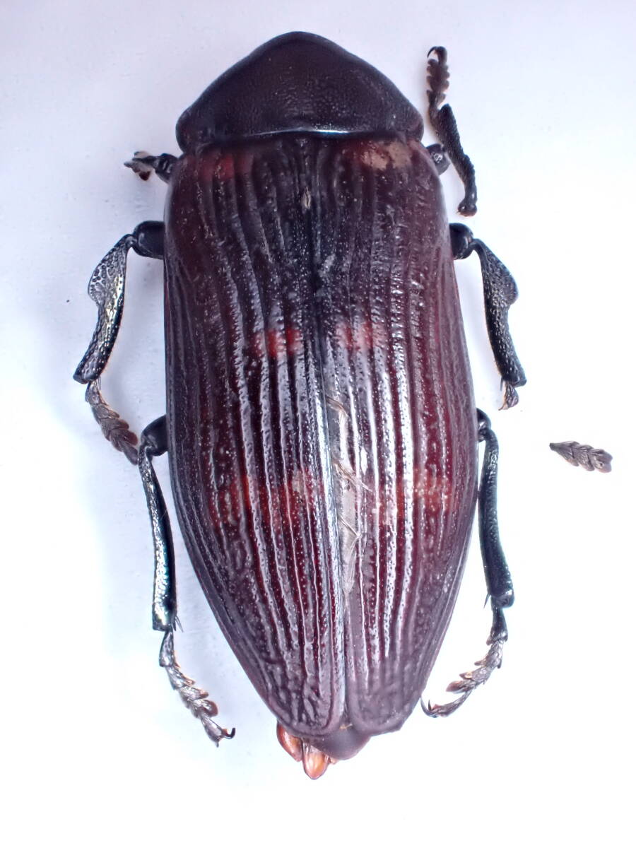 値下げしました。　オーストラリア産　タマムシセット1　6-12mm 値下げしました。 オーストラリア産 タマムシセット1 6-12mm