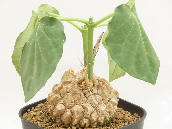 てんどん様 ご購入ページ ＊マテレアシクロフィラ＊ てんどん様 ご購入ページ ＊マテレアシクロフィラ＊