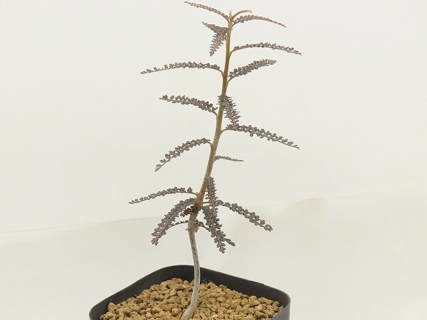 ★専用出品★ボスウェリア　ソコトラナ　② 2025年最新】ボスウェリア ソコトラナの人気アイテム - メルカリ