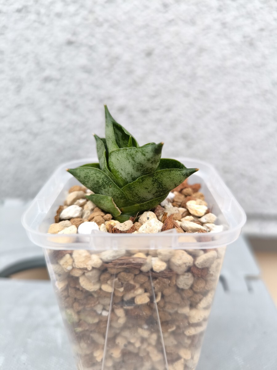 き*け様 S5386 ★オークション販売★ サンスベリア スノー ホワイト 極上 M_219325.jpg