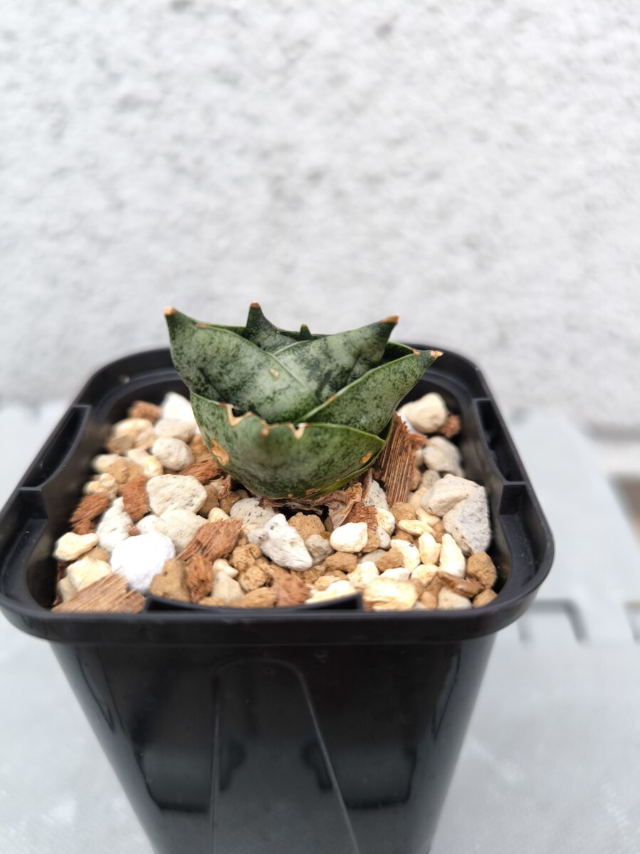 2025年最新】Yahoo!オークション -サンスベリア(観葉植物)の中古