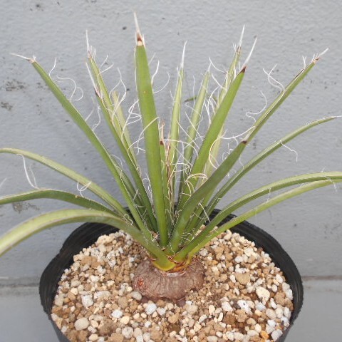 Yahoo!オークション -「フィリフェラ」(ユッカ) (観葉植物)の