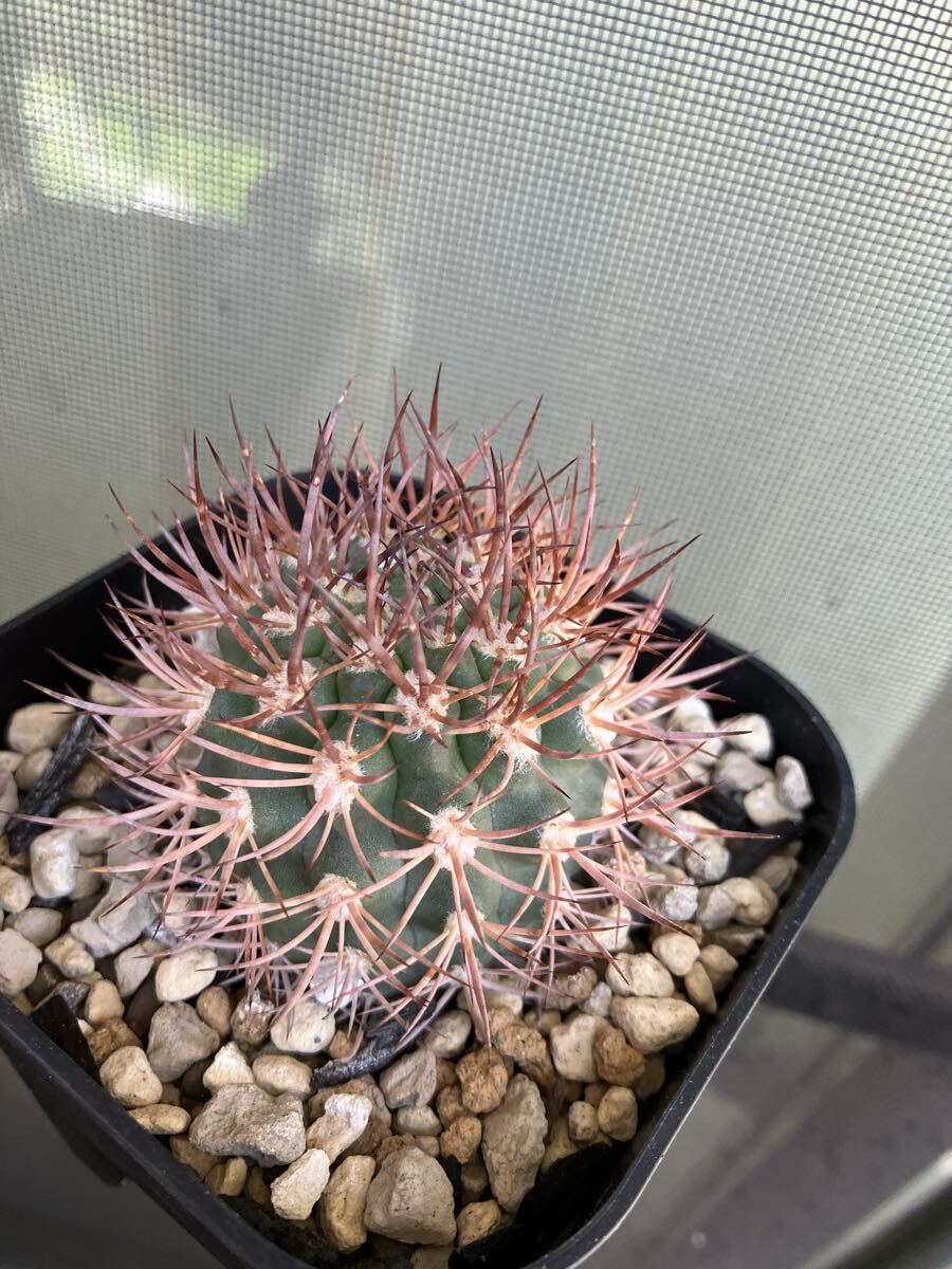 激レア) ピロカクタス ブルボカリックス CH2870 3苗セット 激レア