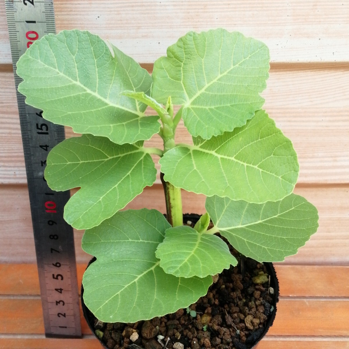 Black Madeira kk苗　いちじく苗　イチジク苗 Black Madeira kk苗 いちじく苗 イチジク苗 ブラックマデイラkk