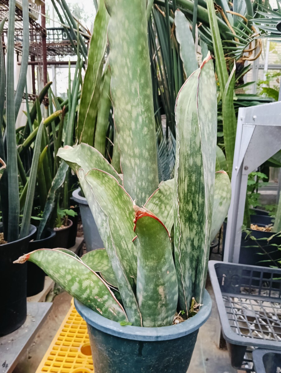 み*う様 【超レアSSS級】⑧ エイレンシス　サンスベリア　皇帝 輸入株 ロリダ サンスベリア エイレンシス – 皇帝と呼ばれるレア株！玄関育成に