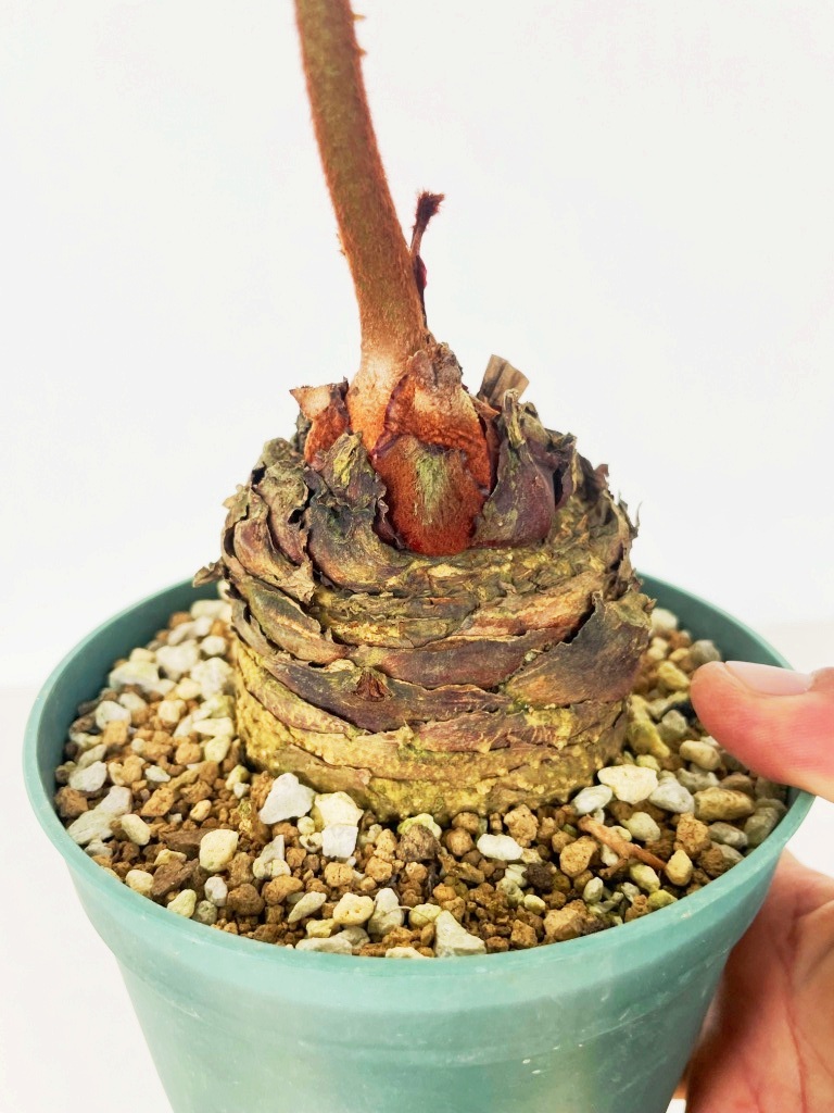 Yahoo!オークション -「サイカス デバオエンシス」の落札相場