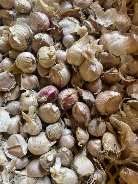 令和7年度産無農薬ニンニク バラ 箱込み約900g