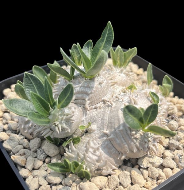 Yahoo!オークション -「パキポディウム 恵比寿笑い」の落札相場