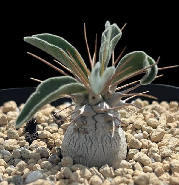 Yahoo!オークション -「光堂 パキポディウム」の落札相場・落札価格