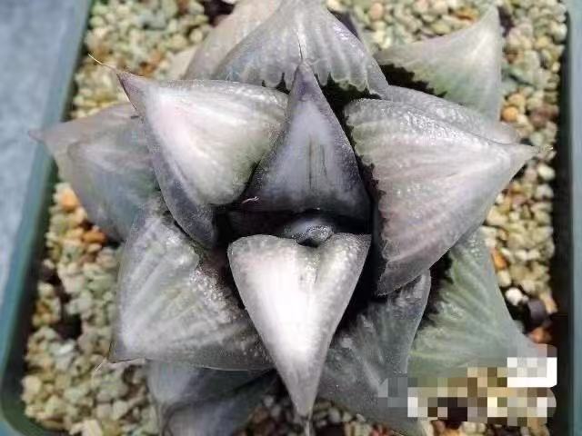 11d ハオルチア　多肉植物　バデイア白鳳錦　自家繁殖 11d ハオルチア 多肉植物 バデイア白鳳錦 自家繁殖