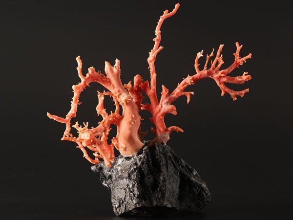 飾り珊瑚　天然貴重な枝珊瑚 tosasangoya_27apt3-41y