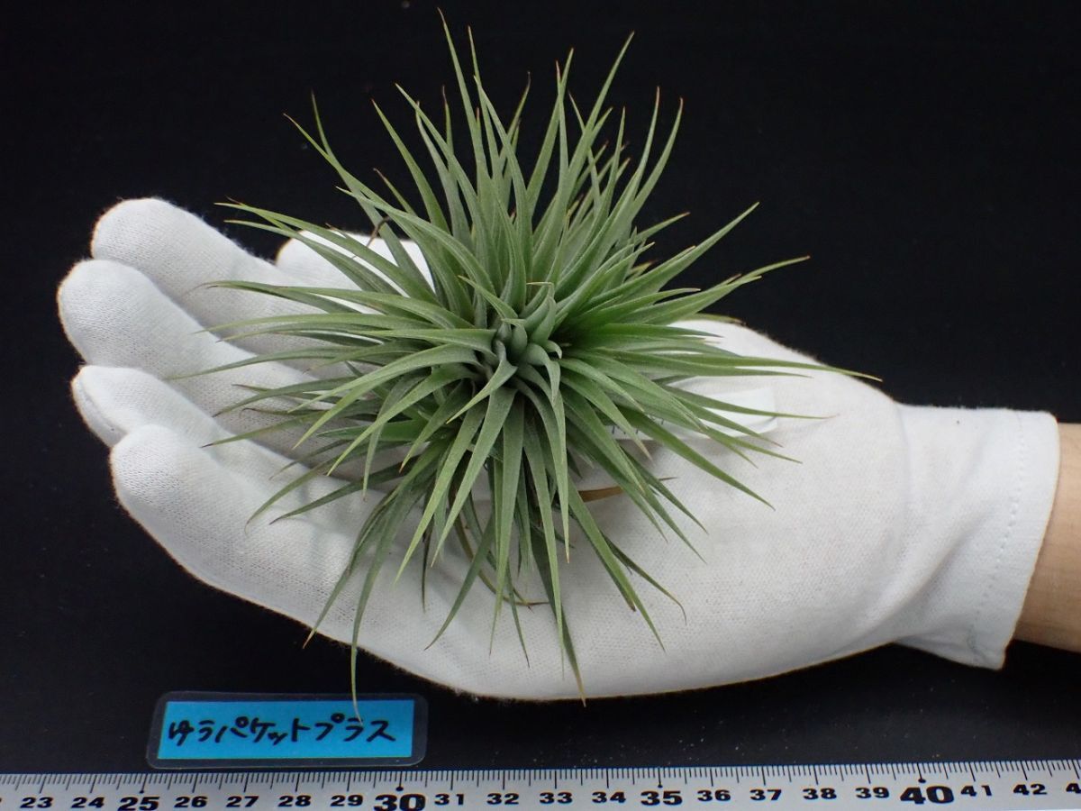 Yahoo!オークション -「fat boy」(花、園芸) の落札相場・落札価格