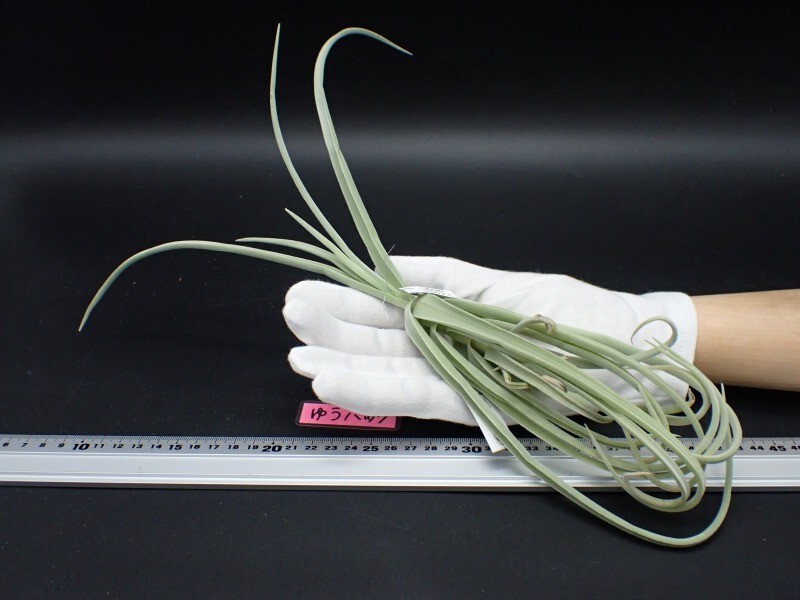 チランジア ドゥラティ ② チランジア ／ ダブルディライト (T.'Double Delight') ＊A02