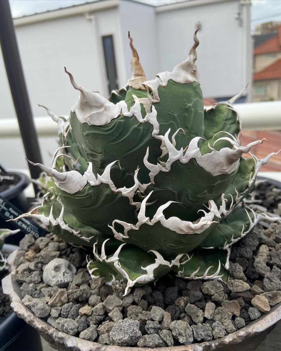 ルンとくつした アガベ　シーザー錦　強棘 Yahoo!オークション -「アガベ チタノタ シーザー 錦」の落札