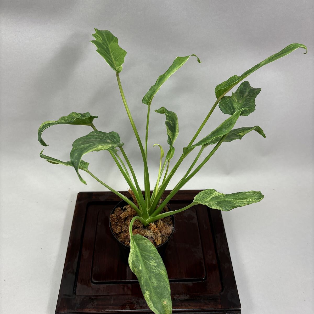 Yahoo!オークション -「フィロデンドロン」(モンステラ) (観葉