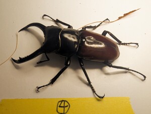 アローコクワガタノブヒロイ♂♂♀