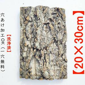 c1117【20×30cm】 コルク樹皮 コルク板 バージンコルク穴あけ送料無料 チランジア ビカクシダ 着生ラン 両生類 爬虫類 ビカクシダ
