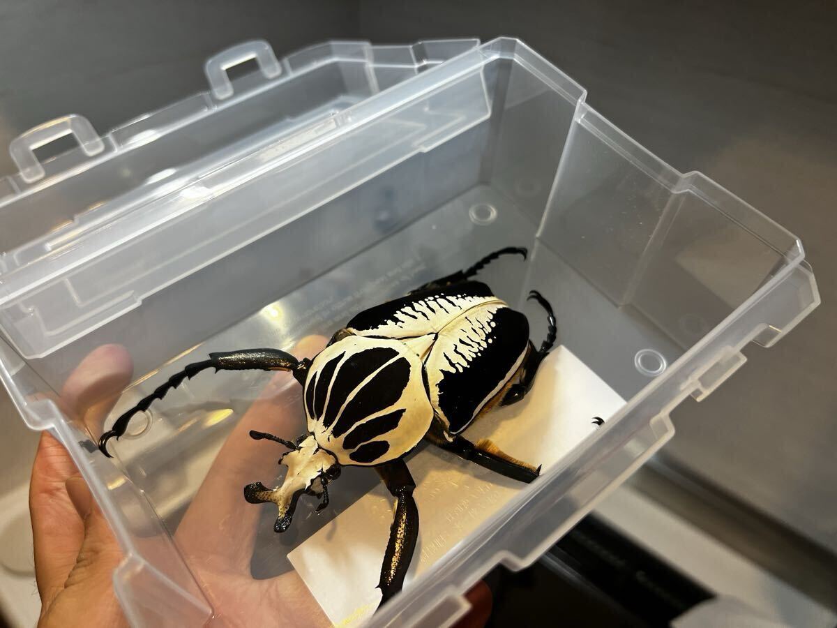ゴライアスレギウス 88.0㎜ ラベル付 野外品 レギウスオオツノ
