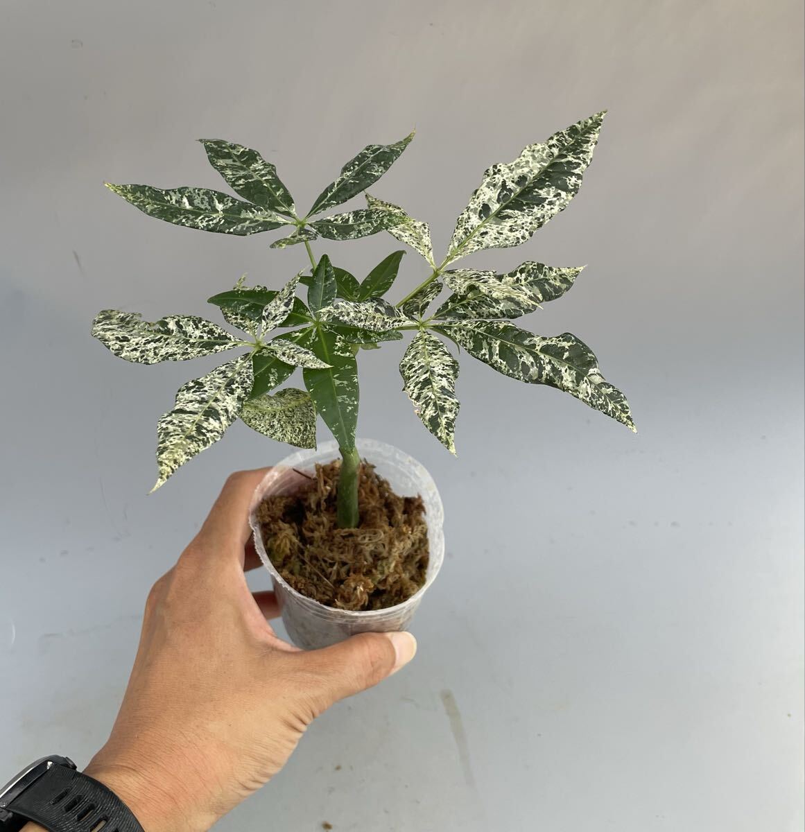 パキラ24出品 2025年最新】Yahoo!オークション - パキラ(観葉植物 花、園芸)の