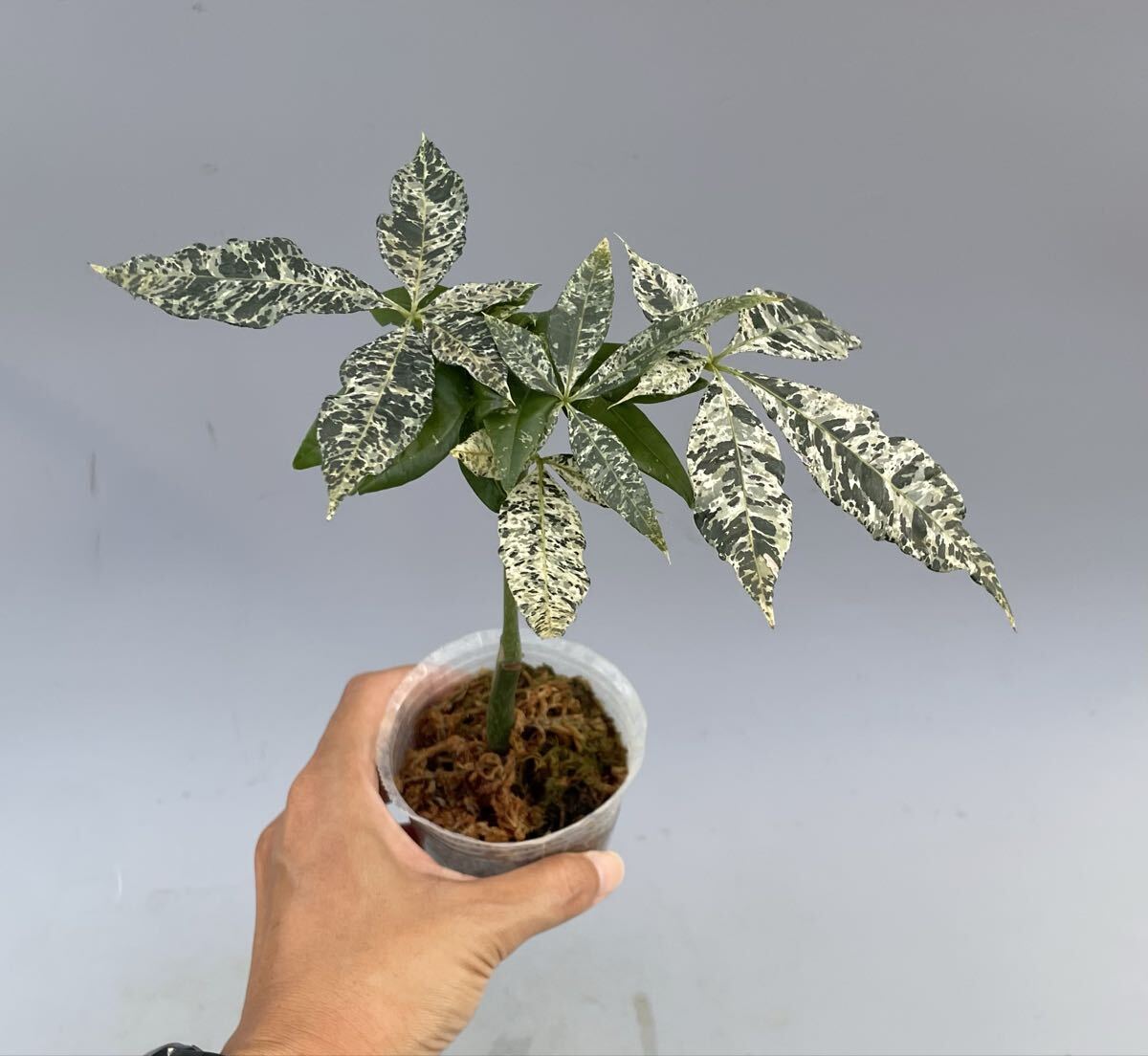 2025年最新】Yahoo!オークション - パキラ(観葉植物 花、園芸)の