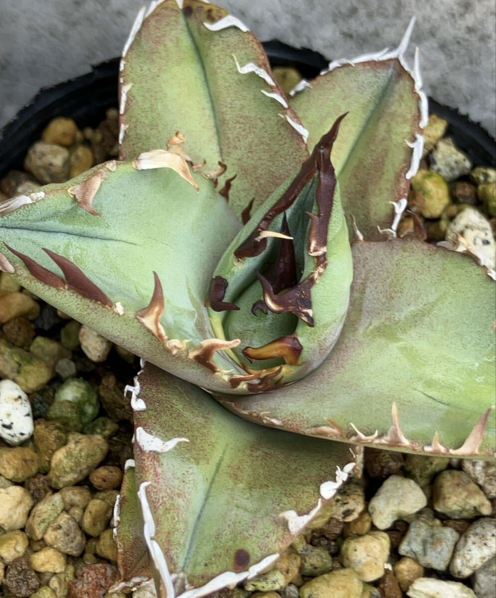 2025年最新】Yahoo!オークション -agave oteroi oaxacaの中古品