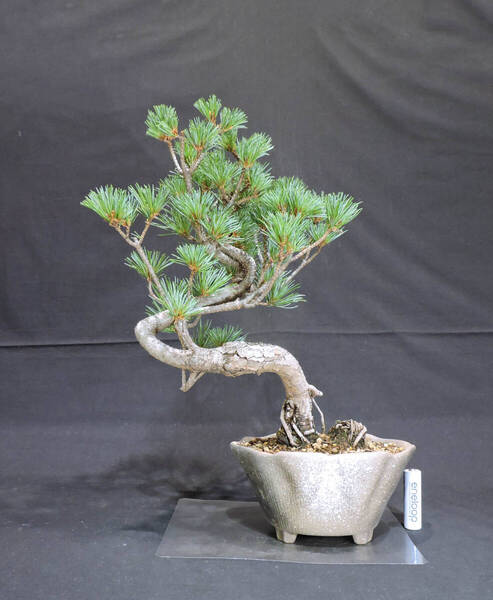 五葉松 盆栽 奥行21cm 横幅27cm 高さ35cm