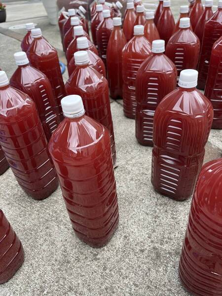 【光合成細菌 5000ml 送料無料 匿名発送 】 5L メダカ ビオトープ 金魚 タマミジンコ ゾウリムシ
