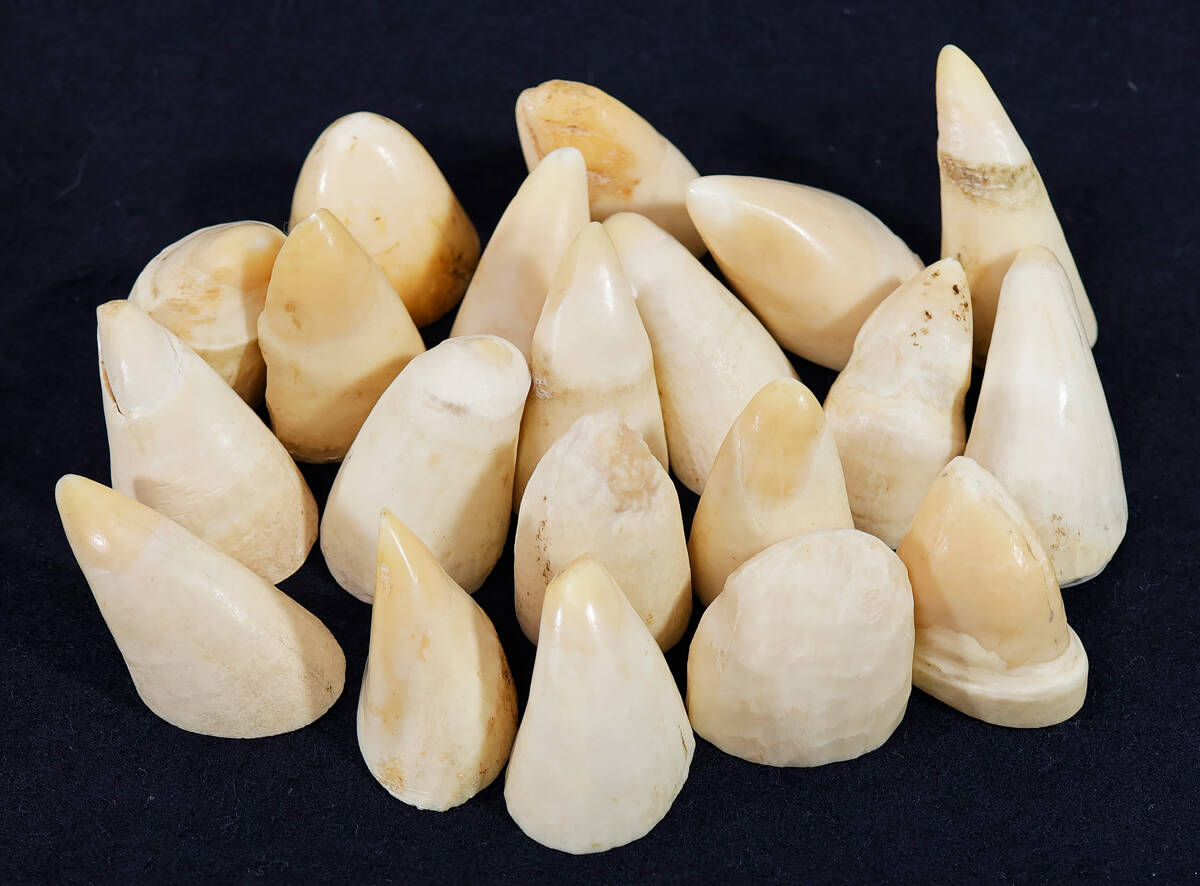 Yahoo!オークション -「マッコウクジラの歯」の落札相場・落札価格