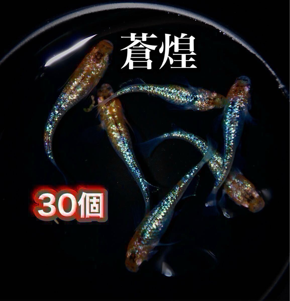 蒼煌 アフガニスタン産ラズライト（天藍石） 0.123ctルース