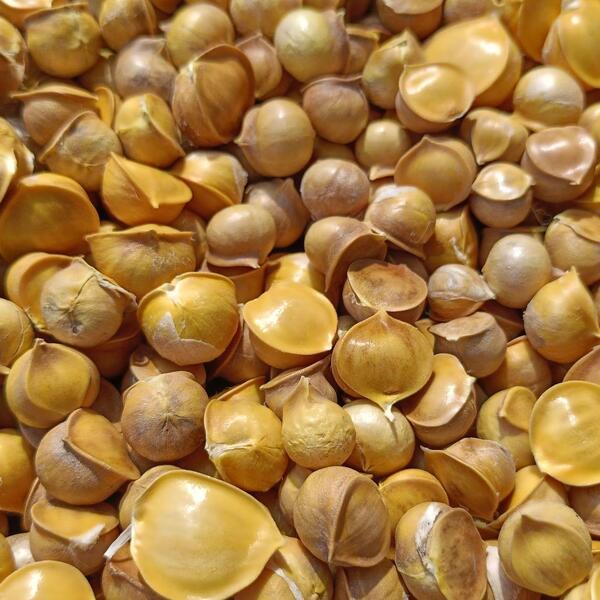 ジャンボニンニク むかご 飛騨高山産無農薬 300g