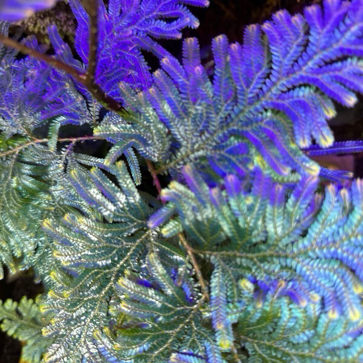 Yahoo!オークション -「セラギネラ selaginella」の落札相場