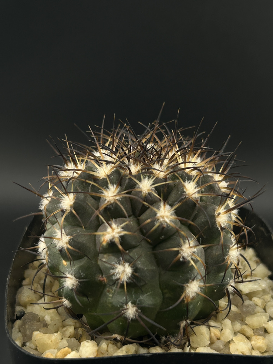 Yahoo!オークション -「コピアポア グリセオビオラセア」の落札