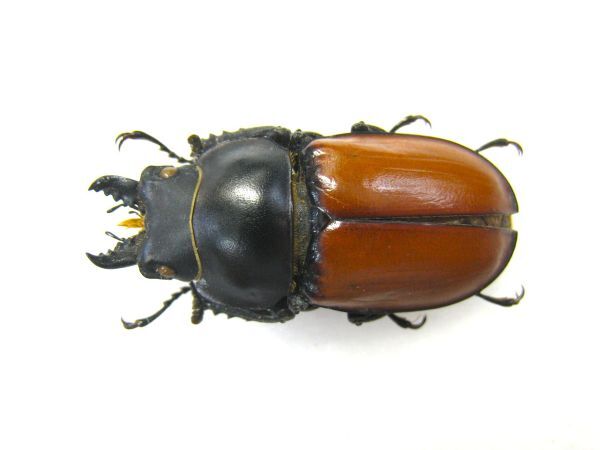 2025年最新】マルバネクワガタの商品一覧 - Yahoo!オークション