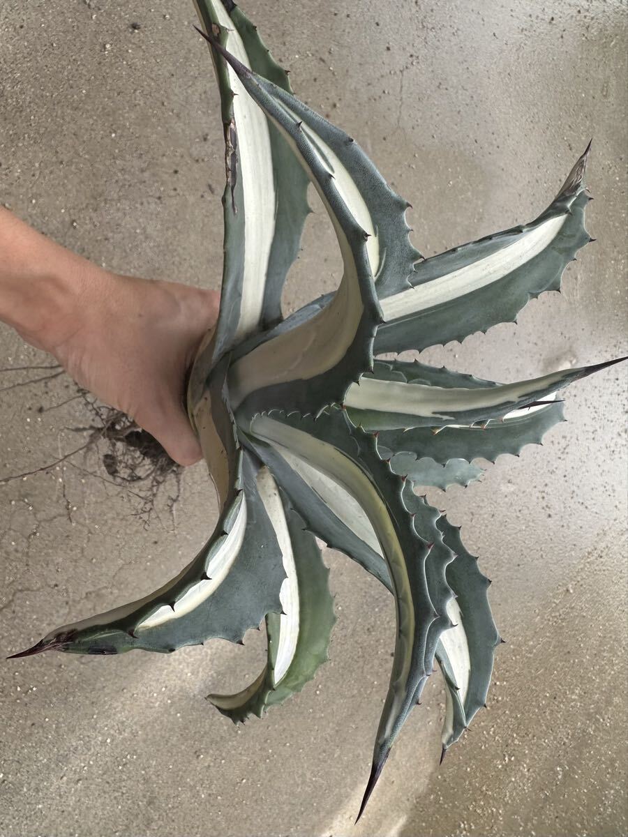 Yahoo!オークション -「アガベ華厳」の落札相場・落札価格