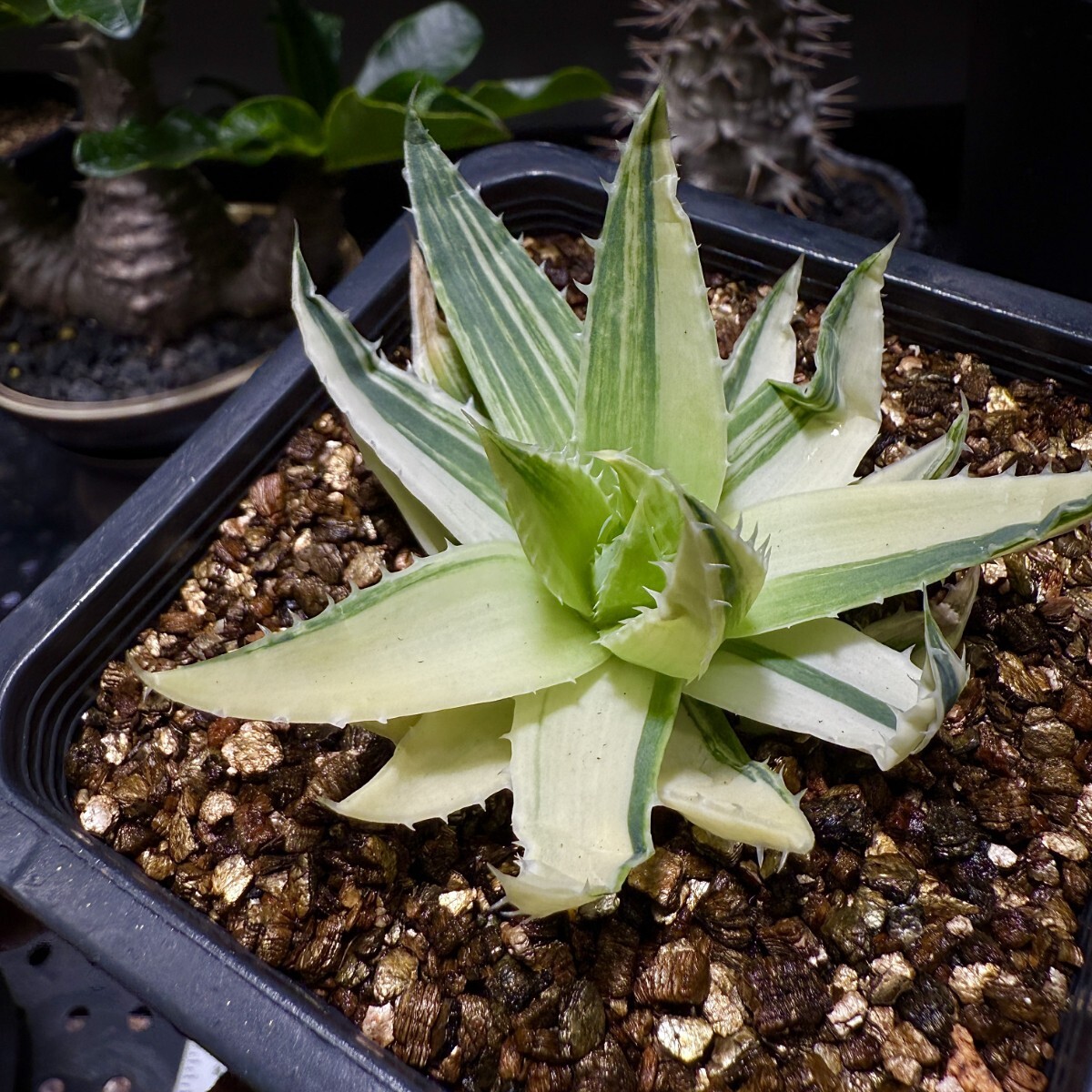 ★訳あり売り切り特価★大量まとめ売りセット★　アロエ　ポリフィラ Yahoo!オークション -「アロエ ポリフィラ」の落札相場・落札価格