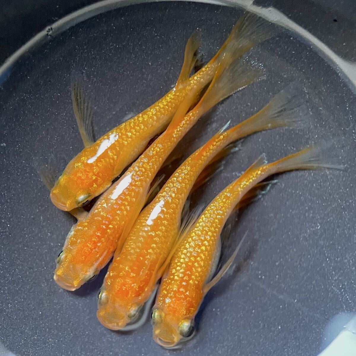 【minamo】現物 紅華紅白めだか 極上若魚（１ペア）KH-A 小野様ご本人の個体 現物 上州めだか様ご本人の個体 王華 3ペア 6匹セット No.1