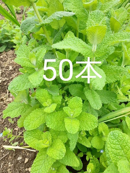 信州産 アップルミント 抜き苗 土なし根っこ付き 露地栽培 50本