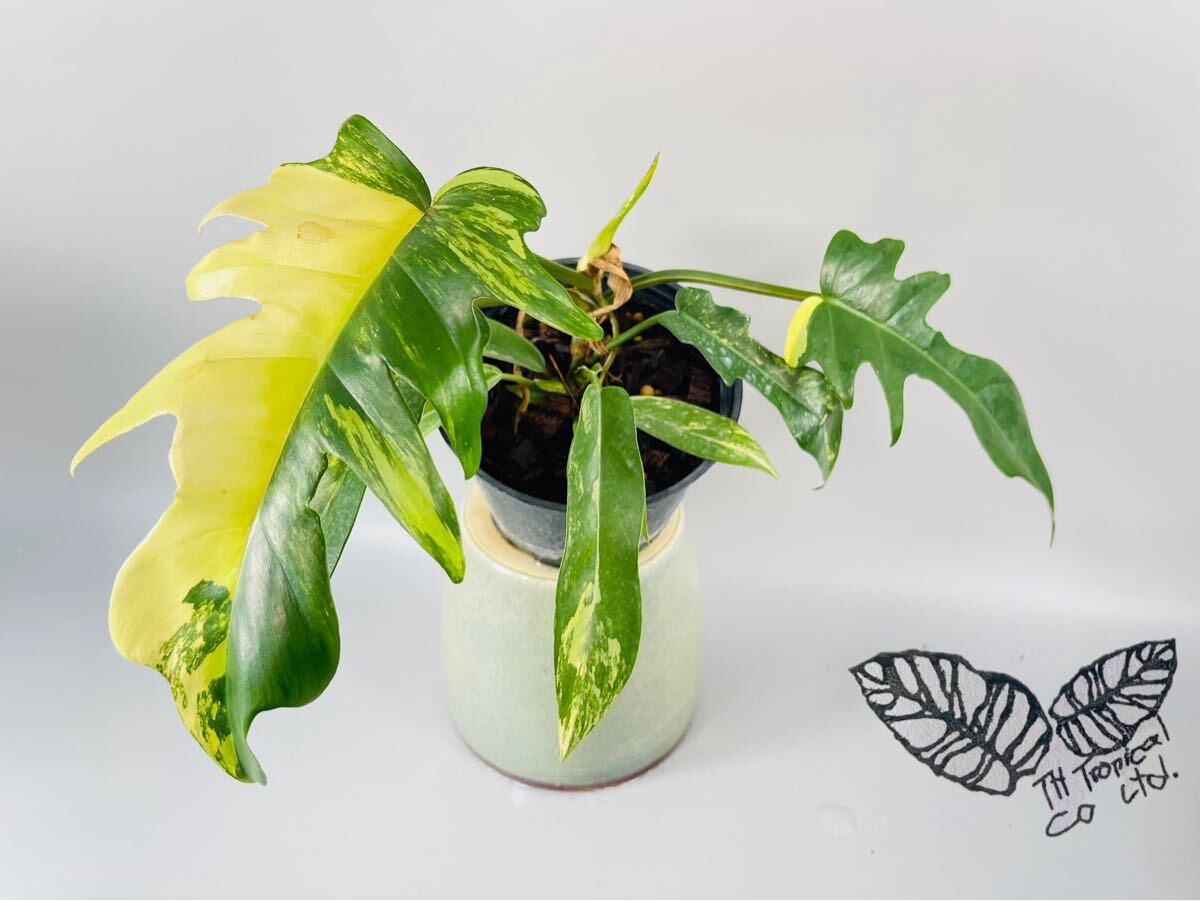 Yahoo!オークション -「フィロデンドロン トータム」の落札相場・落札価格