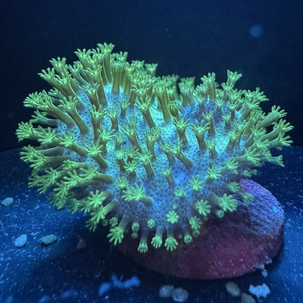 SHARP - サンゴ出品 Yahoo!オークション -「(珊瑚 サンゴ)」(海水魚) (熱帯魚)の落札