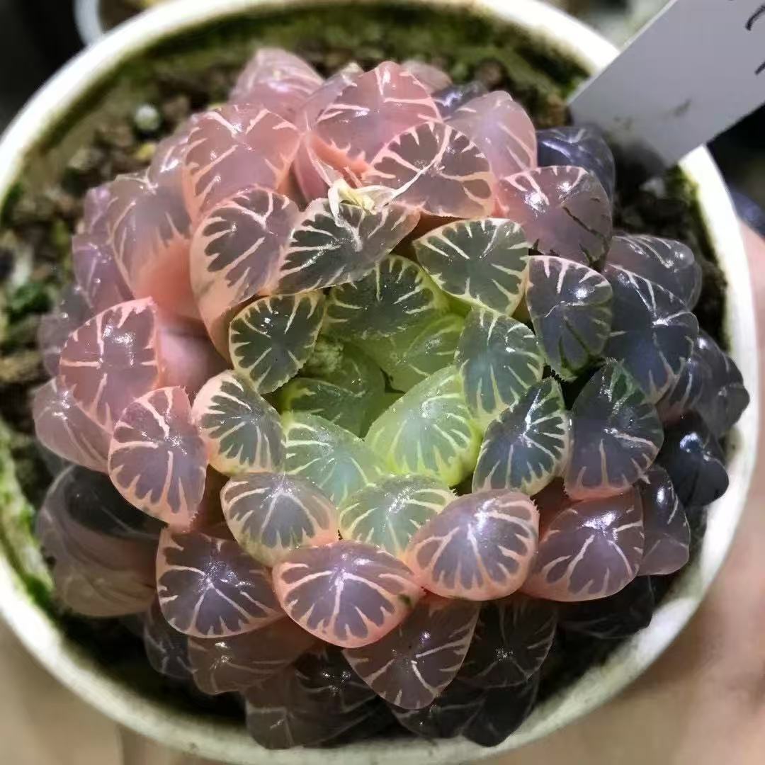 あ*か様 多肉植物　ハオルチア　OB-1オブツーサ錦　鮮明錦　超美品 E*a様 多肉植物 ハオルチア OB-1オブツーサ錦 鮮明錦 超美品