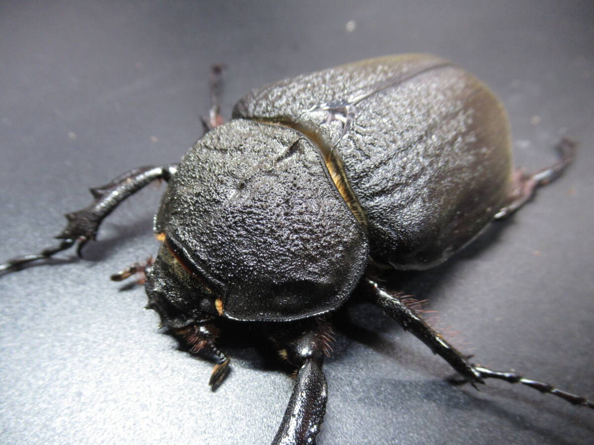 5周年 アクティオンゾウカブト 5周年 アクティオンゾウカブト 2025年最新】アクティオン