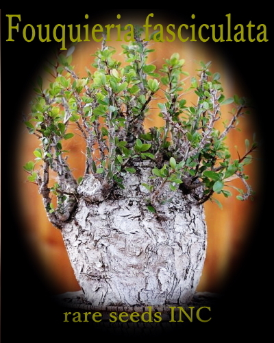 2025年最新】Yahoo!オークション -フォークイエリア