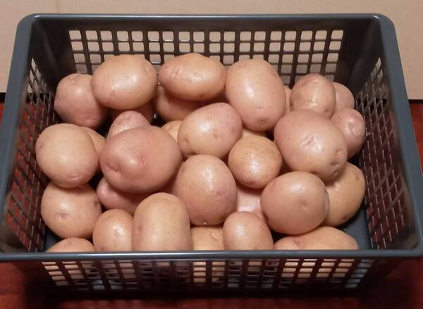 新じゃがいも信州産キタアカリ その03 正味3.6kg 井戸水洗浄済み 送料無料 農家直送