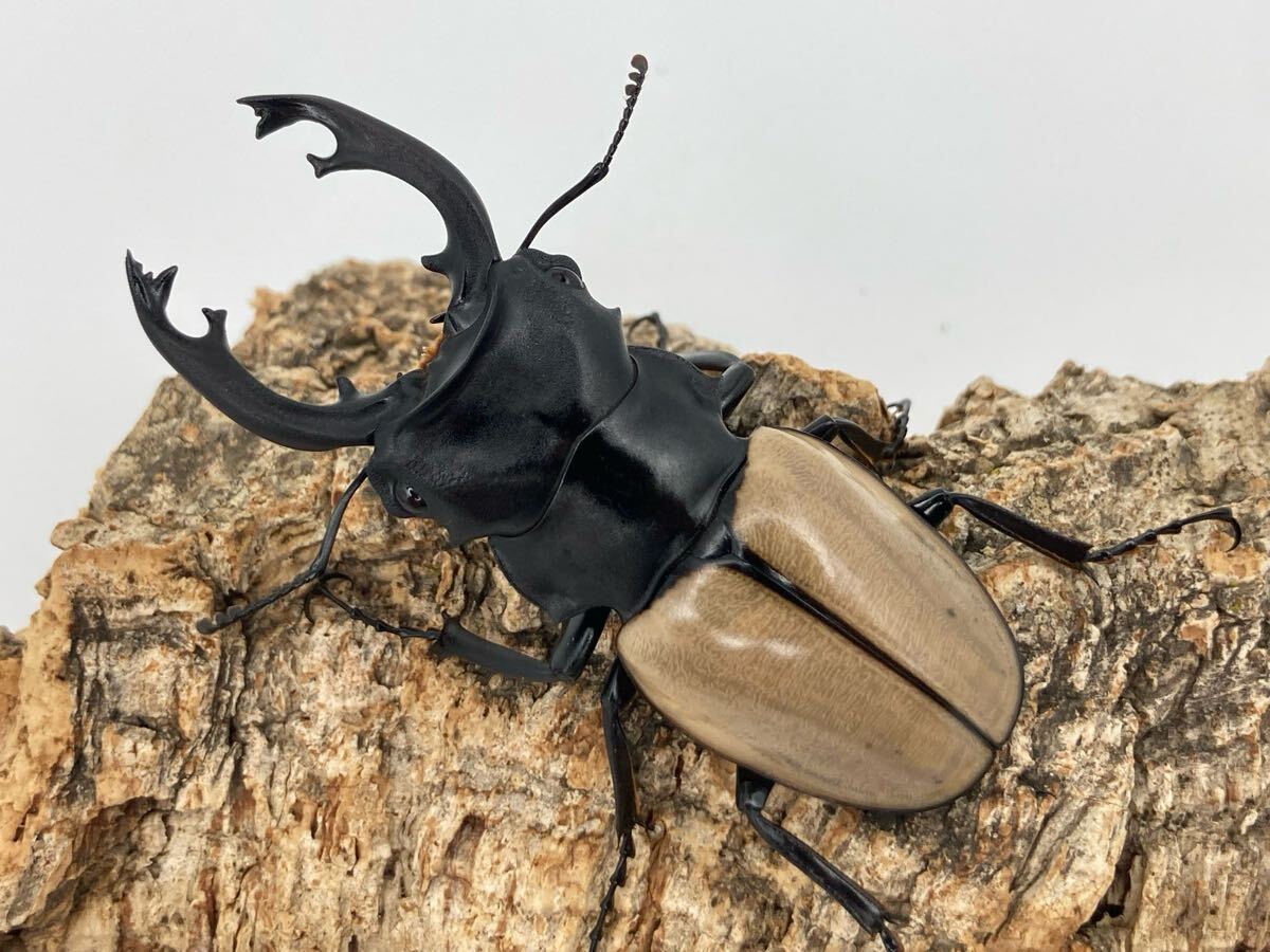 エレガンスクワガタ 標本 楽天市場】昆虫の標本 ツヤクワガタエレガンス Odontolabis