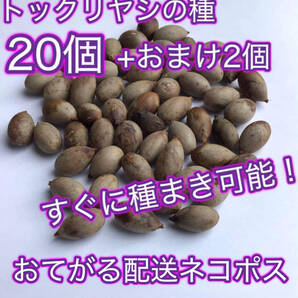 すぐに種まき可能!沖縄県産トックリヤシの種20個(ボトルパーム)おてがる配送ネコポス