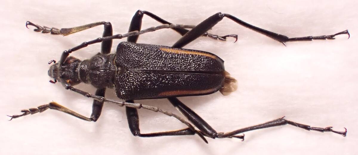 アルミラトゥス カミキリ標本 アルミラトゥス カミキリ標本