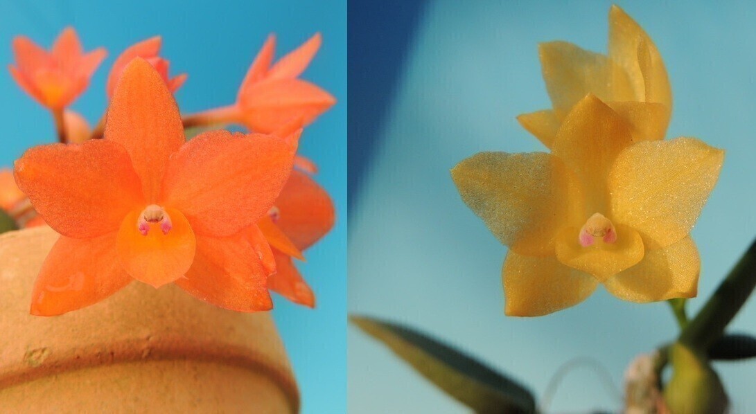 原色　東洋ラン　箱付 M3カラーセレクト／T型ベルト／紺ランドセル | 横山鞄｜手作り