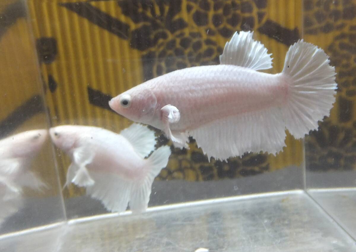 【マツヨシワールド】ホワイト・ダンボ・ハーフムーン（1オスのみ）（メスも在庫あり、落札後要相談） Yahoo!オークション -「ベタ メス ホワイト」(熱帯魚) (魚類、水生生物