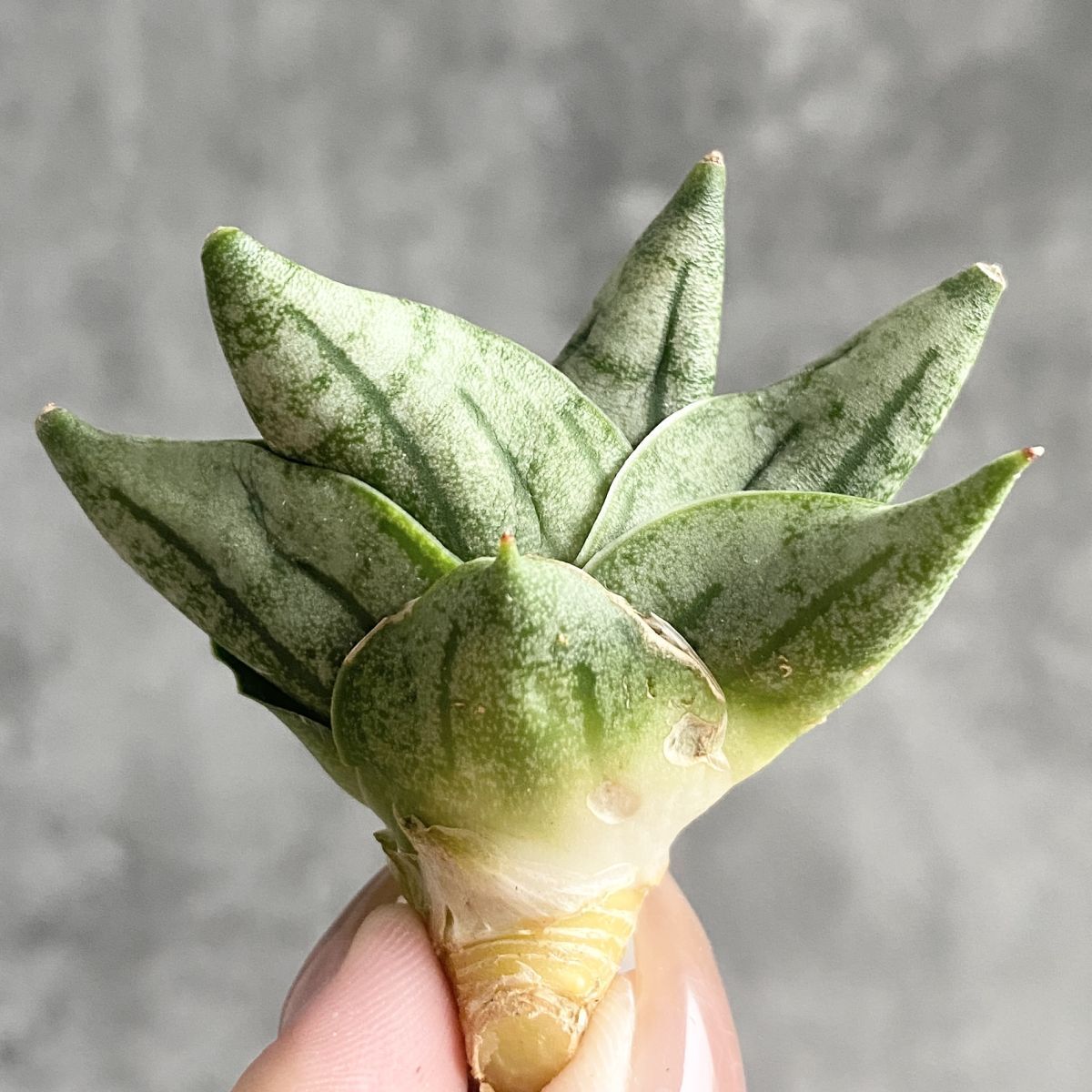 マ*読様 S5388★オークション販売★ サンスベリア スノーホワイト 極上株！ マ*読様 S5389☆オークション販売☆ サンスベリア スノー